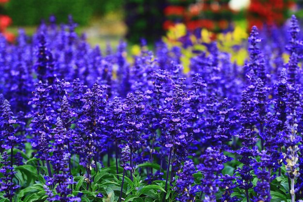 Fiori di salvia farinosa che sbocciano nel giardino