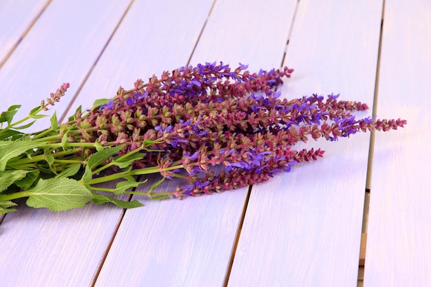 Fiori di Salvia su sfondo di legno viola