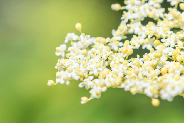 Fiori di sambuco, fiori di sambuco, fiori di sambuco