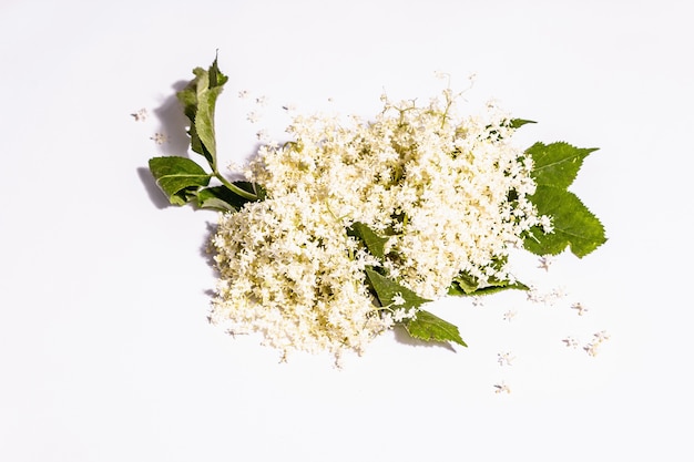 Fiori di sambuco freschi isolati su sfondo bianco. Ingrediente per il concetto di cibo sano. Luce dura moderna, ombra scura