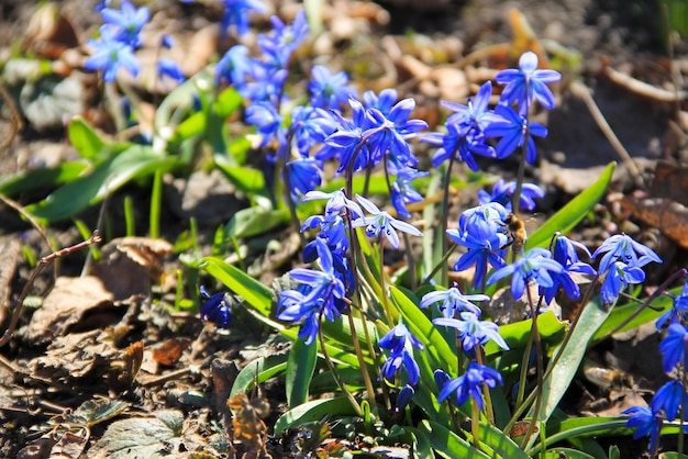 Fiori di scilla blu Scilla siberica o scilla siberiana Primi fiori primaverili