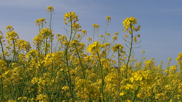 fiori di senape bellezza della natura