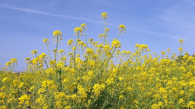 fiori di senape del Giappone