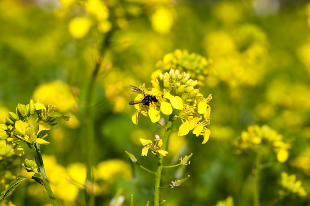 Fiori di senape nella stagione primaverile