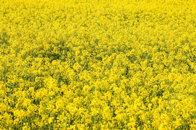 Fiori di senape sbocciati in una fattoria agricola Immagine ravvicinata