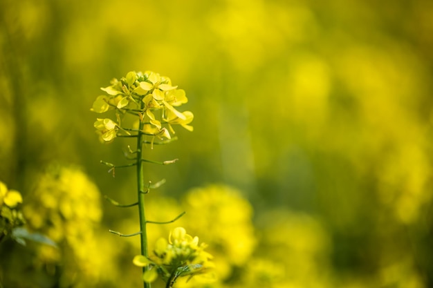 Fiori di senape. Senape – fiore mistico di felicità e salute.