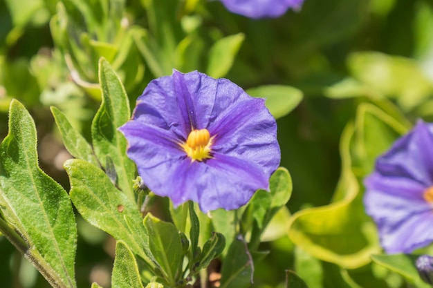 Fiori di solano