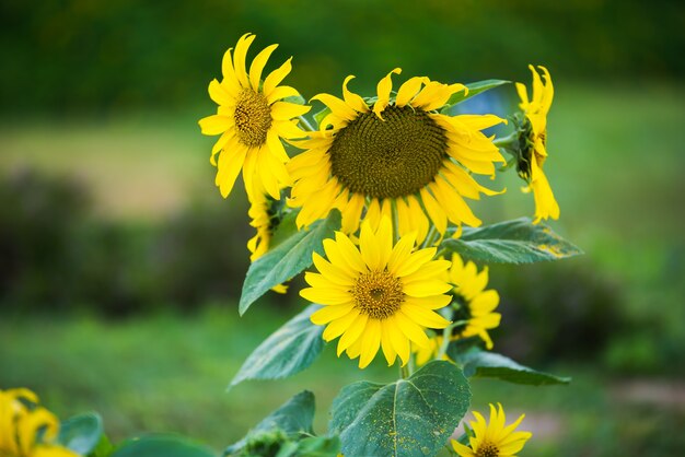 Fiori di sole in giardino