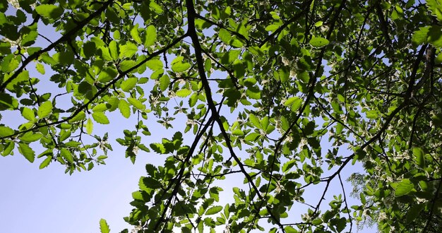 fiori di sorbo durante la fioritura nel parco primaverile