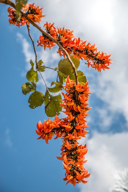 Fiori di Spathodea, albero di tulipano africano, campana di fuoco, albero di Fouain, Fiamma della foresta.