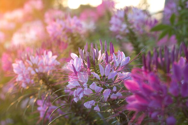 Fiori di spider o CLEOME SPINOSA LINN stanno sbattendo sul flare dal sole di sollevamento in autunno