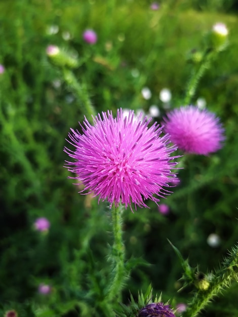 Fiori di spine rosa