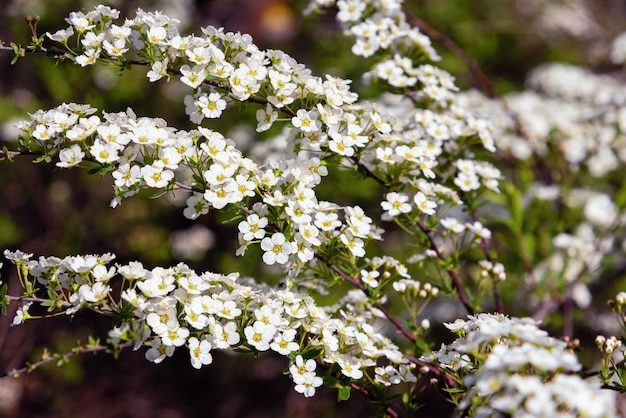 Fiori di spirea bianchi sullo sfondo del giardino