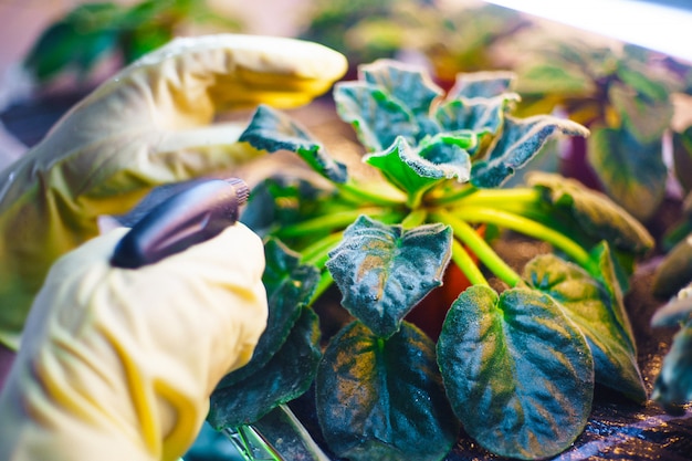 Fiori di spruzzatura della donna nel giardino. Controllo dei parassiti