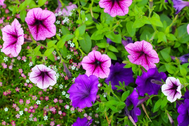 Fiori di Supertunia che fioriscono nel giardino