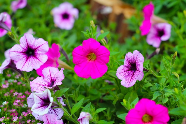 Fiori di Supertunia che fioriscono nel giardino