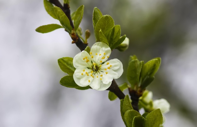 Fiori di susino bianco nel parco di primavera Bellissimo sfondo della natura Primavera in campagna