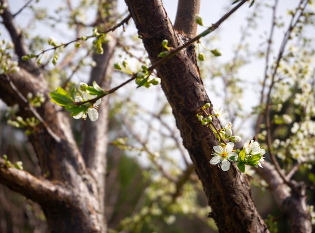 Fiori di susino in fiore in una soleggiata giornata primaverile in Grecia