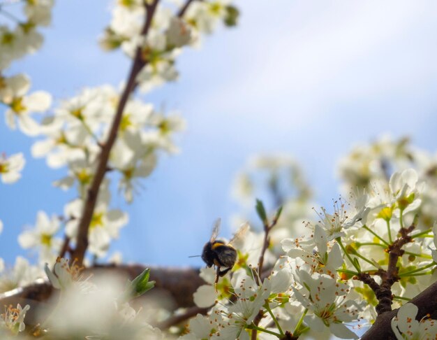 Fiori di susino in fiore in una soleggiata giornata primaverile in Grecia