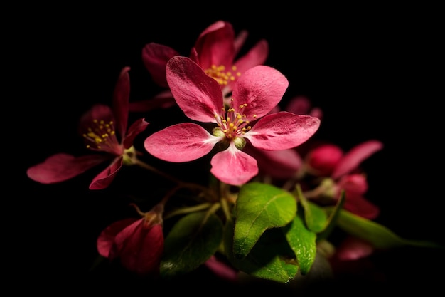 Fiori di susino