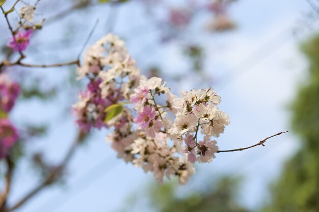 Fiori di Tabak