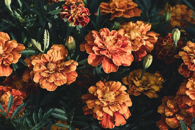 Fiori di tagete africani nel giardino Tagetes crescente primo piano