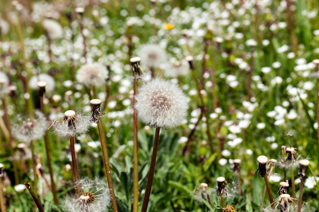 Fiori di tarassaco bianco sul campo con erba per l'alimentazione del bestiame, primo piano in primavera o all'inizio dell'estate