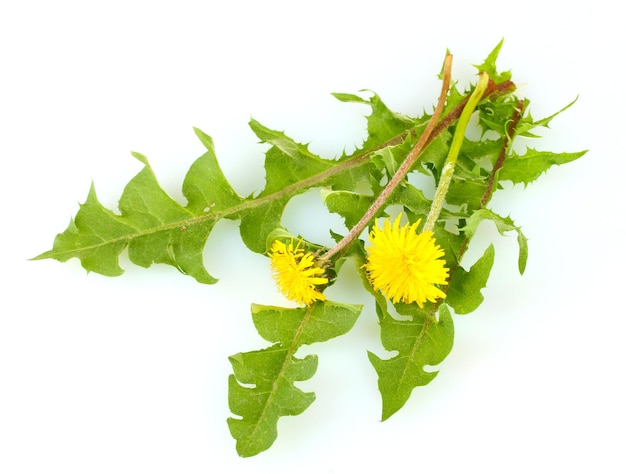 Fiori di tarassaco e foglie isolati su bianco