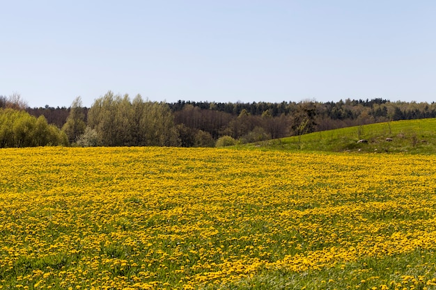 Fiori di tarassaco gialli in estate