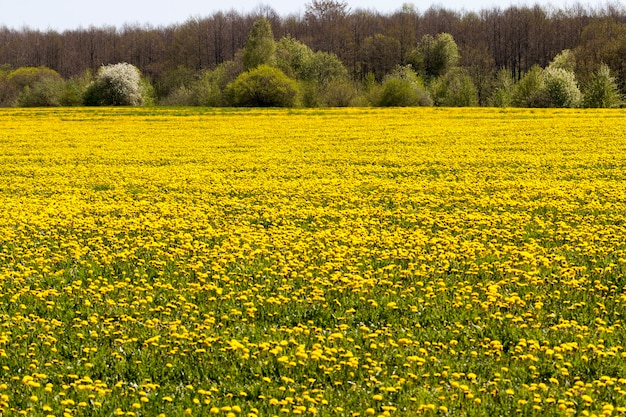 Fiori di tarassaco gialli in estate