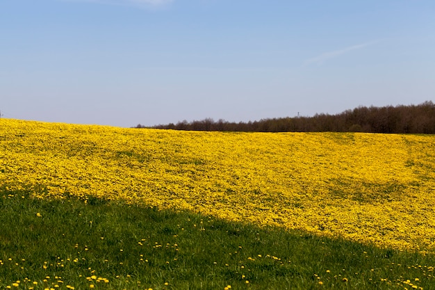 Fiori di tarassaco gialli in estate