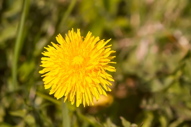 Fiori di tarassaco gialli in fiore. Piante di Taraxacum officinale in giardino. Primavera in natura.