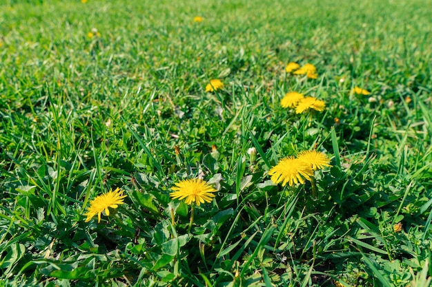 Fiori di tarassaco in un parco cittadino