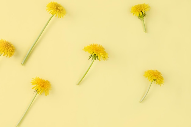 Fiori di tarassaco su stelo modello su carta gialla sfondo stagione primaverile concetto