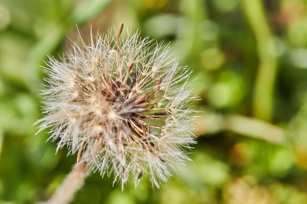 Fiori di tarassaco su uno sfondo di erba verde in primavera Messa a fuoco selettiva