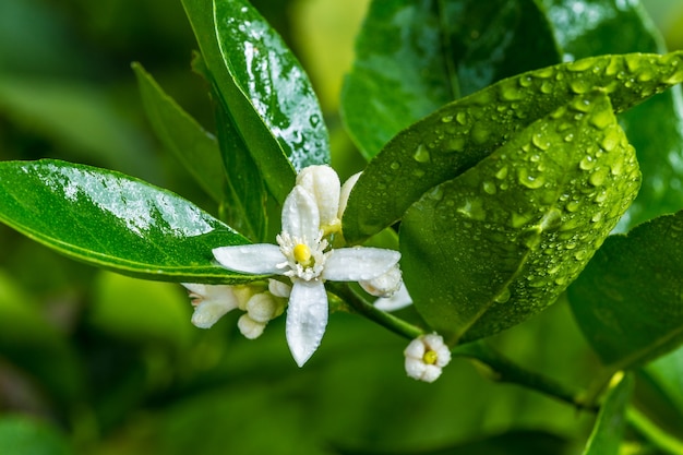 fiori di tiglio bianco bagnato con foglie verdi