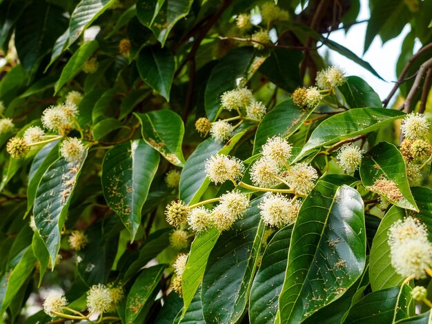 Fiori di tiglio bianco su un ramo