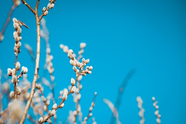 fiori di tiglio essiccati