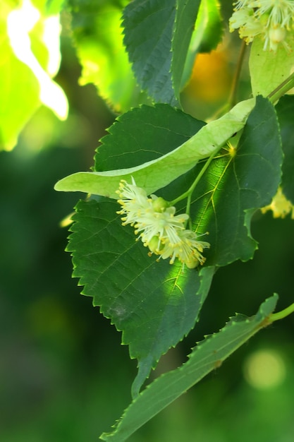 fiori di tiglio su un ramo di tiglio