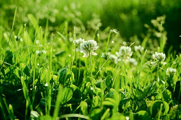 Fiori di trifoglio bianco in primavera sfondo stagionale naturale