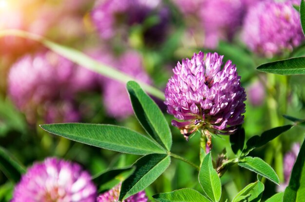 Fiori di trifoglio freschi in una giornata di sole estivo sul prato