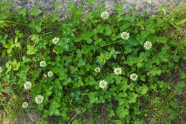 Fiori di trifoglio sulla strada