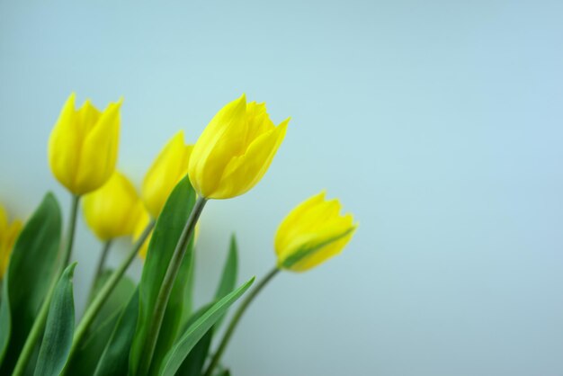 Fiori di tulipani a fiori gialli con sfondo di colore blu chiaro