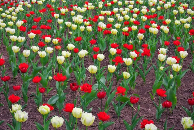 Fiori di tulipani colorati in primavera. Campo di tulipani Sfondo