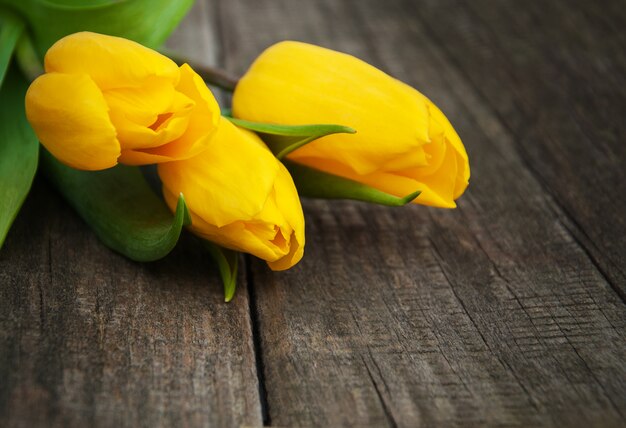 Fiori di tulipani di primavera