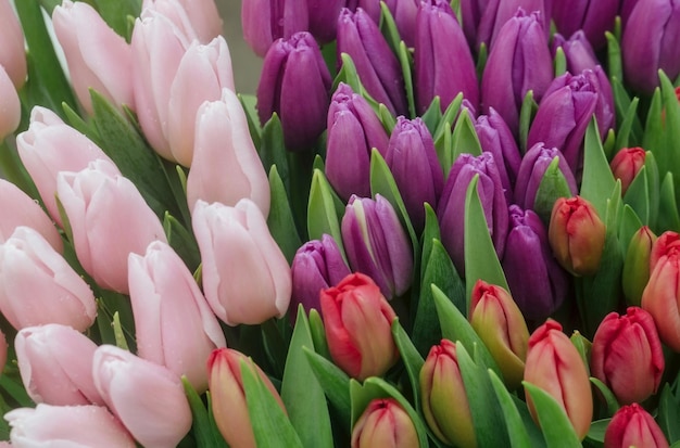 Fiori di tulipani freschi colorati con foglie verdi su un bellissimo sfondo floreale fiori primaverili