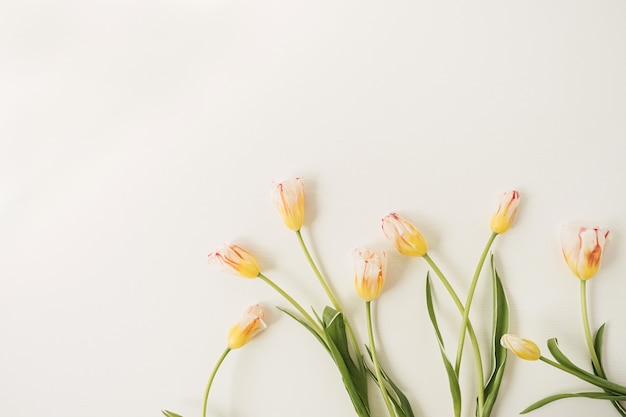 Fiori di tulipani gialli su bianco