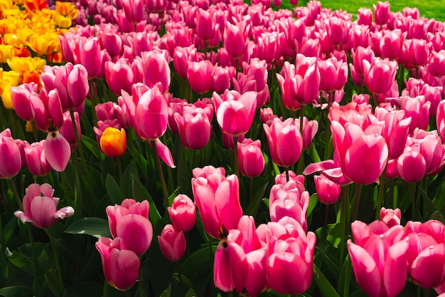 Fiori di tulipani rosa che sbocciano nel bellissimo giardino