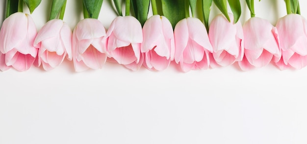 Fiori di tulipani rosa chiaro che fioriscono su uno sfondo bianco Sp