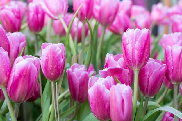 Fiori di tulipani rosa fioriscono nel giardino